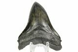 Serrated, Fossil Megalodon Tooth - South Carolina #168941-1